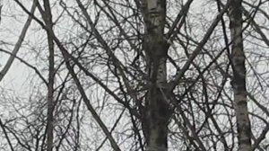 вороны вьют гнездо.AVI