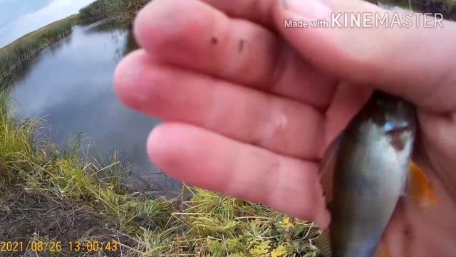 Рыбалка в Астраханской области 25.09.2021 смотреть онлайн