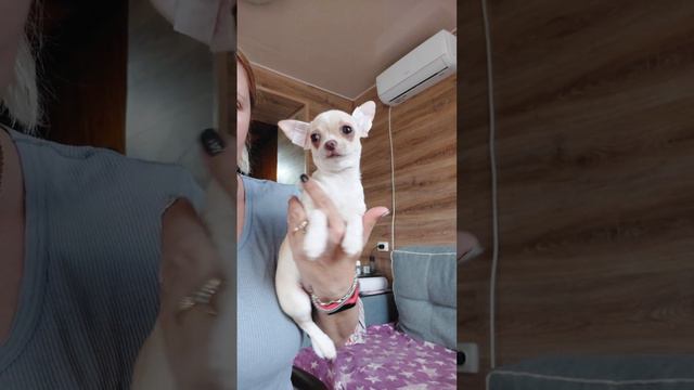 Лея МИЛАЯ чихуахуа ПРОДАЖА купить красивого нежного щенка chihuahua puppy+79787458062 доставка смотреть онлайн