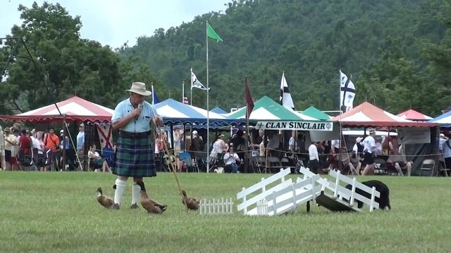 2011 Grandfather Mountain Highland Games - Sheep Herding смотреть онлайн