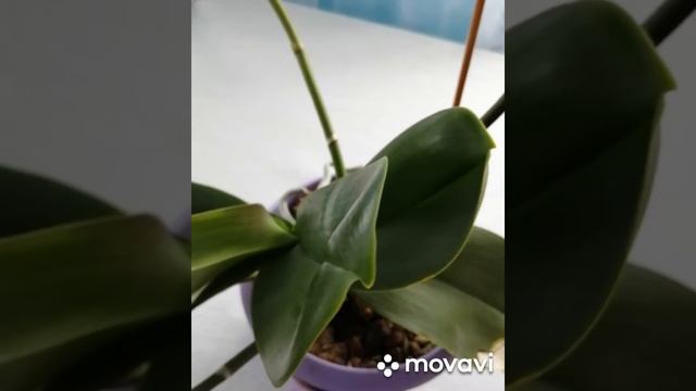 HB-101 или как заставить цвести орхидею смотреть онлайн