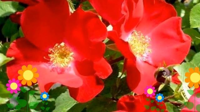 Роза парковая Робуста (Robusta). Краткий обзор, описание характеристик, где купить саженцы смотреть онлайн