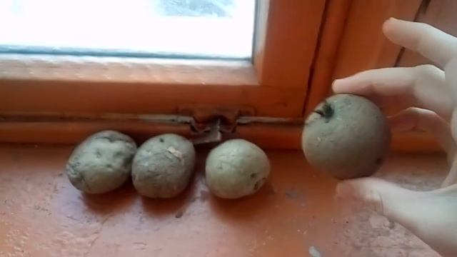 В Алматы - 30. Замерзла картошка на балконе))) смотреть онлайн