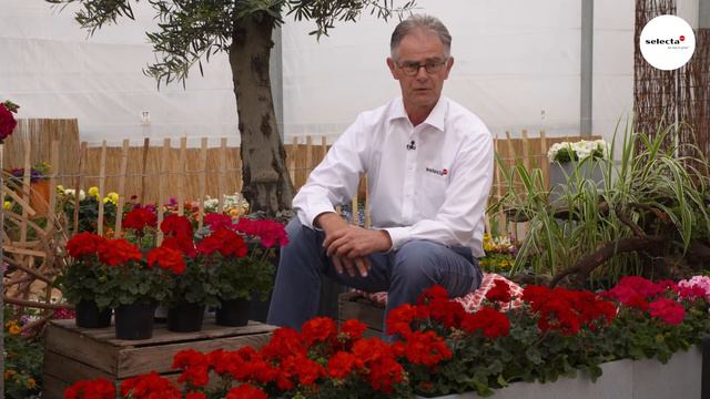 Pelargonium series Moonlight® Tumbao® смотреть онлайн