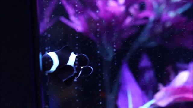 Mixed Breeding Pair Ocellaris Clownfish at Elite Reef of Denver, Colorado смотреть онлайн