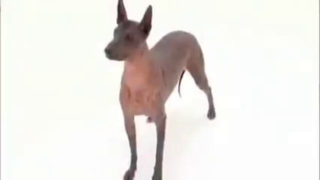 Pet4you.gr: Dogs - Xoloitzcuintli смотреть онлайн