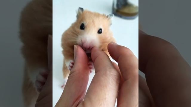 #Shorts рыжий хомяк кусяет вкуснятину смотреть онлайн