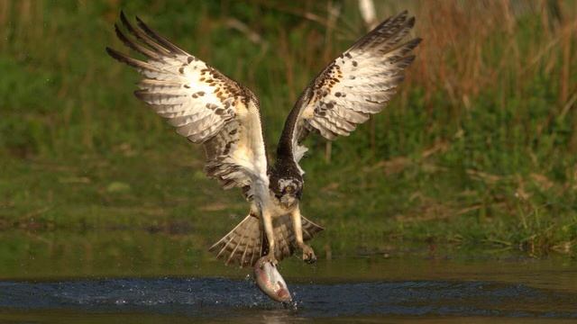 Мир животных. Скопа смотреть онлайн