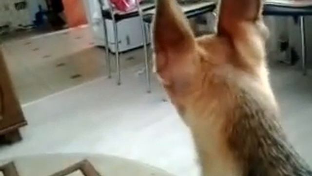 Собачий вой смотреть онлайн