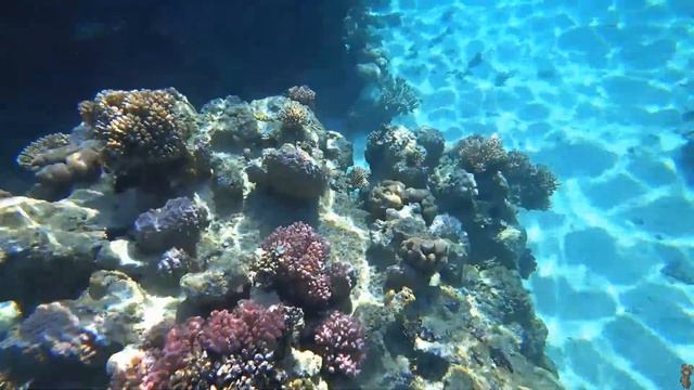 ЕГИПЕТ.КОРАЛЛОВЫЙ РИФ.MOVENPICK.ШАРМ ЭЛЬ ШЭЙХ. смотреть онлайн