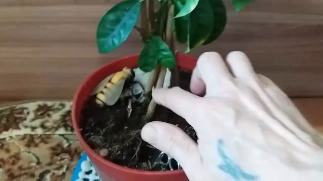 Укоренения мандарина новым способом результат Rooting Mandarin in a New Way Result смотреть онлайн