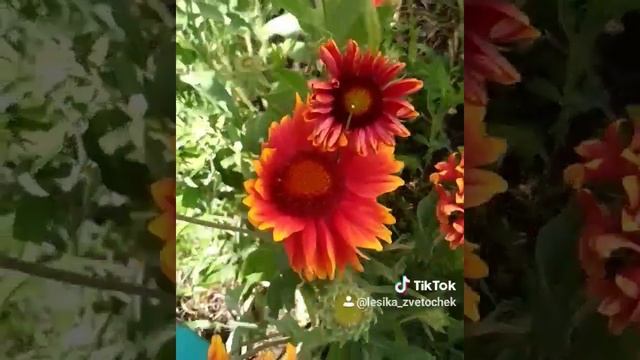 Гайлардия многолетняя цветение смотреть онлайн