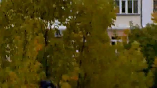 голубь с куском хлеба на голове смотреть онлайн
