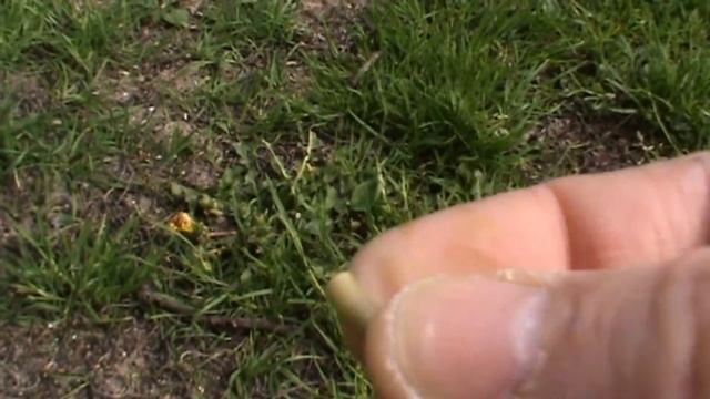 Edible Plants: Taraxacum officinale and Allium ursinum смотреть онлайн