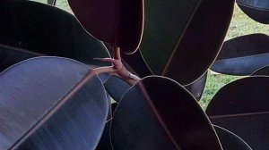 ФИКУС Каучуконосный сорта. Фикус польза и вред.