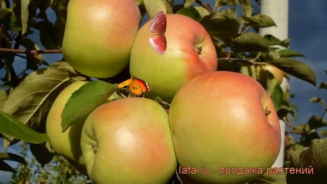 Яблоня обыкновенная Синап Орловский (malus) ? обзор: как сажать, саженцы яблони Синап Орловский смотреть онлайн
