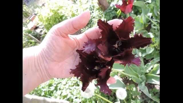 Весна 2018 и 2019 в моем саду! Цветут тюльпаны и другие луковичные! Как это было!