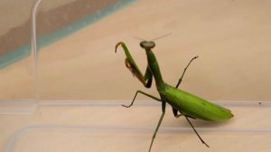 Я выпустил Богомола на свободу. Пока Богомол! ? alex boyko