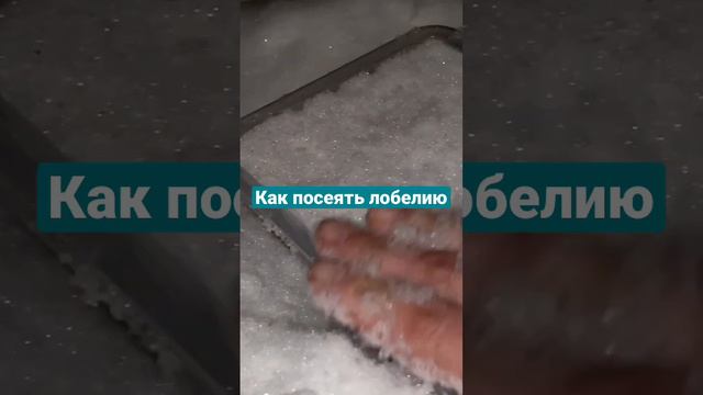 Как посеять лобелию смотреть онлайн