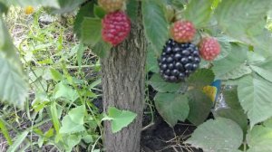 Обзор ежевики сорта Джамбо/ Blackberry Jumbo