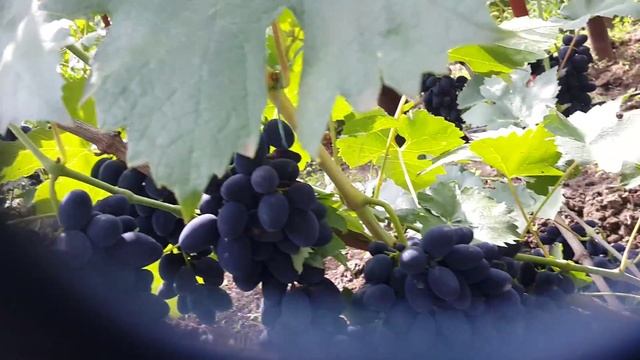 Ранняя надежда 2015, молодые кусты смотреть онлайн