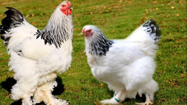 Куры и Петух Брама.Американки с Азиатской внешностью. смотреть онлайн