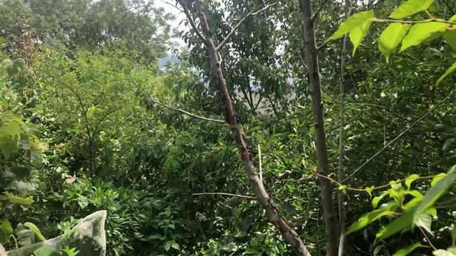 Mon jardin forêt de 300 m2 смотреть онлайн