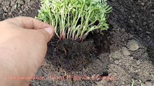 РАССАДА БАРХАТЦЕВ НИКОГДА НЕ ВЫТЯНЕТСЯ! ВЫРАЩИВАЮ УЙМУ ЦВЕТОВ  БАРХАТЦЕВ БЕЗ ЗАМОРОЧЕК С РАССАДОЙ