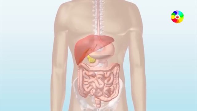 भोजन का पाचन कैसे होता हैं - how food is digested смотреть онлайн