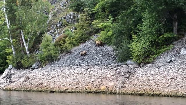 Семья медведей в национальном парке «Башкирия» Юмагузинское водохранилище, 2-ая часть. смотреть онлайн