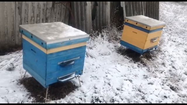 Распродажа пасеки. Улья, пчёлы, пчеловодческий инвентарь. смотреть онлайн