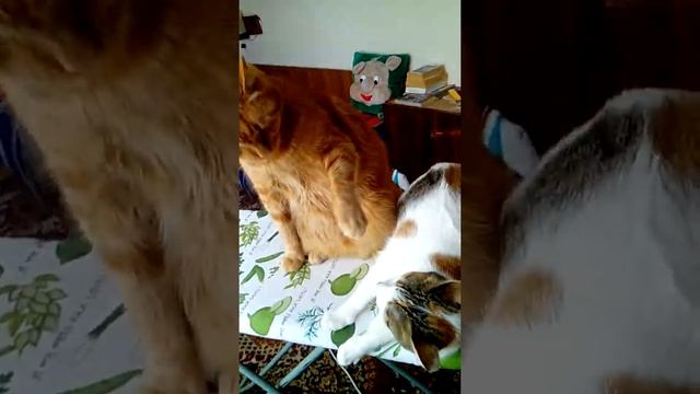 Старших надо уважать. смотреть онлайн