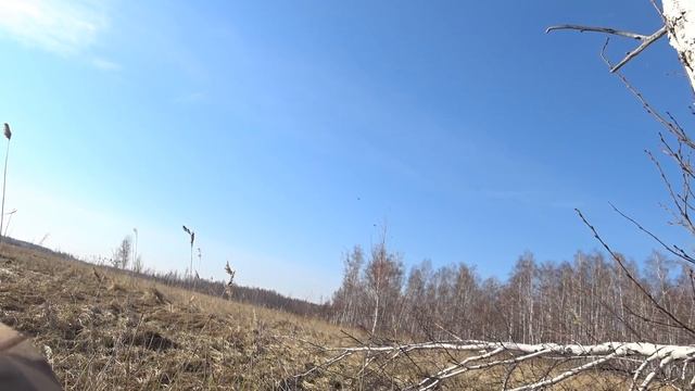 Лучшая охота весны, 11 крякашей с +