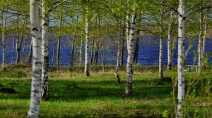 Келу (Берёза) — Надежда Рузайкина / Kelu (A birch) — Nadežda Ruzajkina
