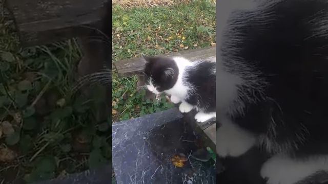 Котенок потешно умывается после еды смотреть онлайн