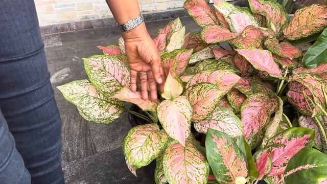 Garden tour with giant desert rose смотреть онлайн