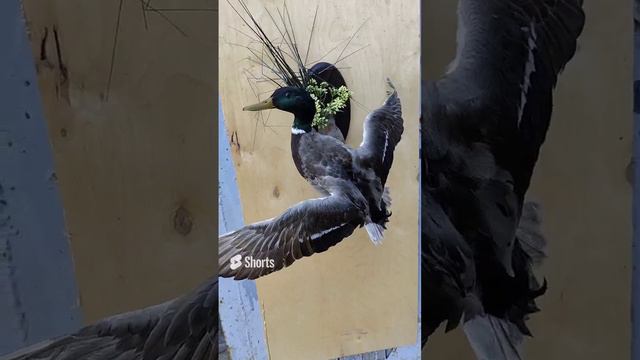 Селезень на медальоне смотреть онлайн