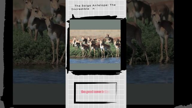 The Saiga Antelope:The Incredible Antelope with an Elephant Trunk-Like Nose #shorts #animals смотреть онлайн