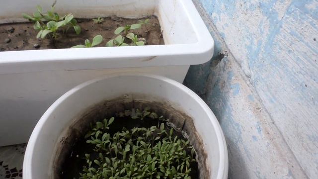 ЦВЕТУЩИЙ БАЛКОН 2020 // открытие сезона смотреть онлайн