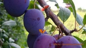 Слива гибридный Евразия 21 (evraziia 21) ? обзор: как сажать, саженцы сливы Евразия 21