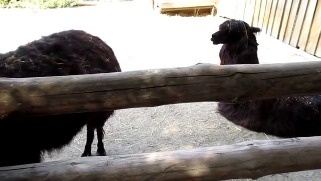What does a alpaca sound like. Cute black alpaca eating. Animal funny alpaca noise, sounds song cal смотреть онлайн