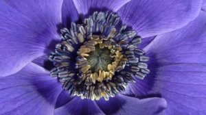 Экхарт Толле - 04. Как поддерживать связь с настоящим, озвучивает [Nikosho].mp4