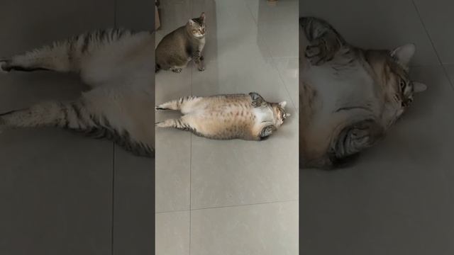 Лежанка тюленей? смотреть онлайн