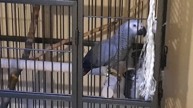 Говорящий попугай Жако Гриша - учим говорить смотреть онлайн
