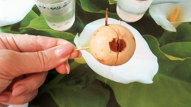 Эксперимент с авокадо. смотреть онлайн