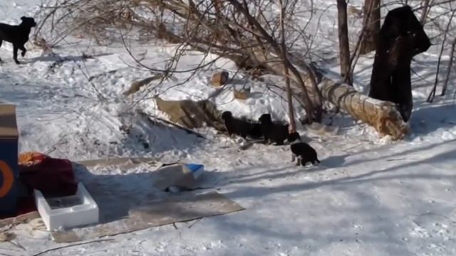 "ПРОСЬБА О ПОМОЩИ " смотреть онлайн