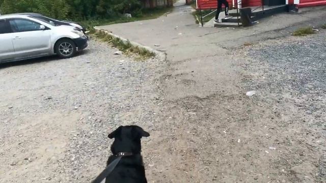 11.09.2023г.В МАГАЗИН МЕСТНЫЙ С ГРЕТТОЙ. КОМСОМОЛЬСК-НА-АМУРЕ. ТАЕЖНЫЙ смотреть онлайн