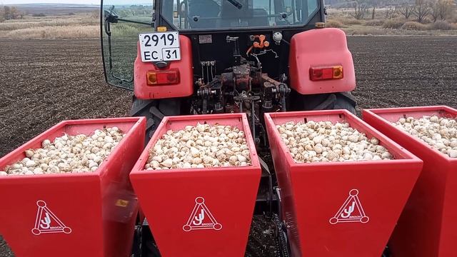 Семенной чеснок на 2022 год смотреть онлайн