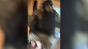 Во Владимирской области заключены под стражу криминальный авторитет и трое его подчинённых