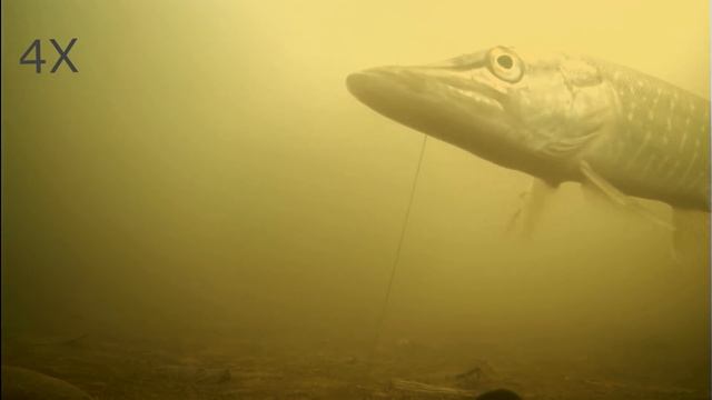 ЩУКА АТАКУЕТ КАРАСЯ! Щука на жерлицы смотреть онлайн